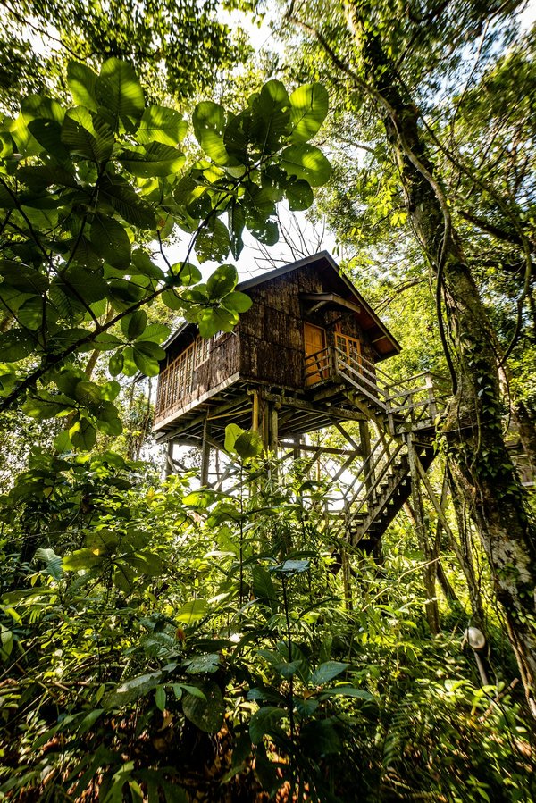 Découvrez l'expérience unique d'une cabane perchée dans les arbres